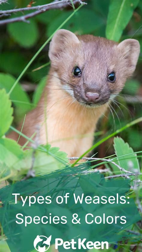 crap weasel|17 Types of Weasels: Species & Colors (With Pictures).